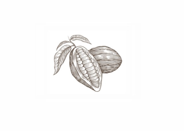 cocoa beans 2 2